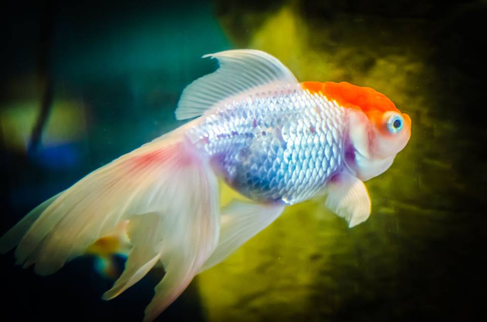 13645170_1184169554972905_6126514795771736205_n